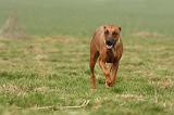 RODESIAN RIDGEBACK 168